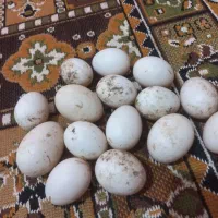 تخم اردک خارجی اسرایلی تازه و نطفه دار