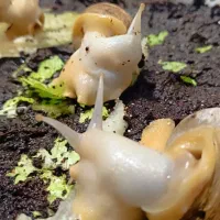 فروش حلزون مولد|خزنده|یزد, |دیوار