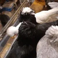 تخم مرغ سلطان نطفه دار (خروس مرغ گیر جوان)|حیوانات مزرعه|قم, کاسه گران|دیوار