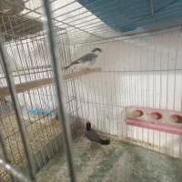 فنج نرگسی|پرنده|مهریز, |دیوار