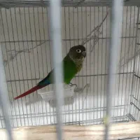 گرینچیک نر مست