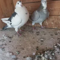 جفت ابلغ پلاکی