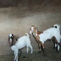 دو بزغاله نرر