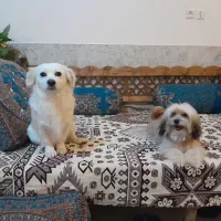 سگ پا کوتاه