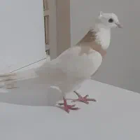 طوقی زرد ماده|پرنده|شوشتر, |دیوار