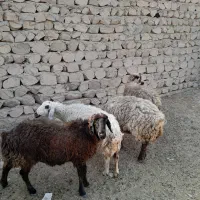 میش گوده|حیوانات مزرعه|بندرعباس, |دیوار