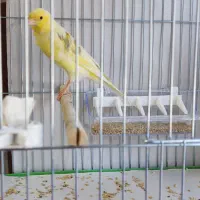 قناری|پرنده|خوی, |دیوار