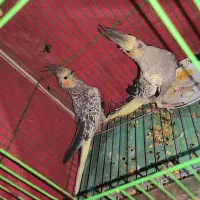 جوجه عروس هلندی تازه دونخور