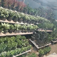 معاوضه گل با گرینچیک  برای داخل گلخانه