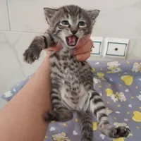 گربه بامزه دو ماهه