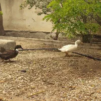 اوردک