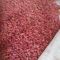 گندم بذری ادورا بوجاری شده