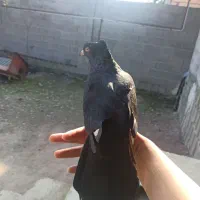 کبوتر|پرنده|رشت, حومه رشت|دیوار