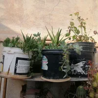 فروش گل طبیعی|گل و گیاه طبیعی|شیراز, شهرک مهدیآباد|دیوار