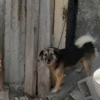 فروش سگ اسپیتز