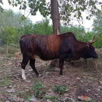 گاو و ورزا کوله چالوسی
