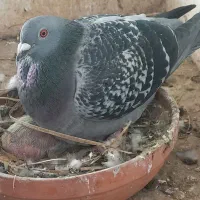 فروشی|پرنده|خرمشهر, |دیوار