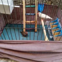 دو عدد فنج|پرنده|قرچک, محمد آباد|دیوار