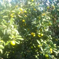 نارنگی محلی( انشو) پیج و یافاو لیمو ترش|خوردنی و آشامیدنی|جویبار, |دیوار