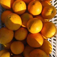 پرتغال تامسون ناول|خوردنی و آشامیدنی|گلوگاه بابل (گلیا), |دیوار