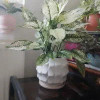 برگ انجیری، اگلونما، نخل مرداب، لیندا، قاشقی|گل و گیاه طبیعی|تهران, وحیدیه|دیوار