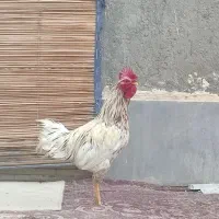 خروس سفید، زیبا