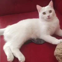 پرشین کلاسیک با سابقه زایمان موفق