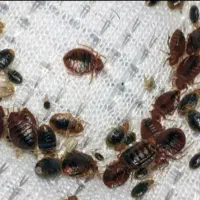 سمپاشی سوسک وساس|خدمات نظافت|مشهد, پنجتن|دیوار