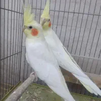 جفت عروس هلندی لوتینو