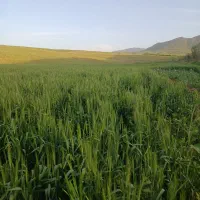 زمین-کشا-ورزی-برکت-اباد-با-آب-چاه