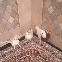 عروس هلندی کشیده لوتینو.