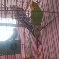 مرغ عشق جفت