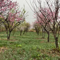 باغ-درختان12ساله-آب-قانونی-هزار-متر-مربع-کاسبی