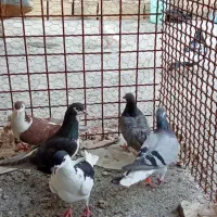 9تا صید خوشکل