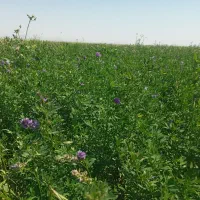 سبسک خشک درواول