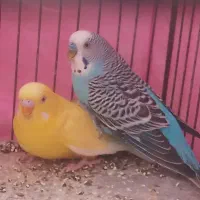 مرغ عشق انگلیسی|پرنده|رفسنجان, |دیوار