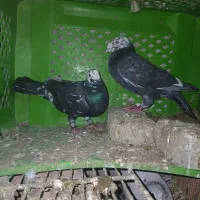 کبوتر|پرنده|گرگان, |دیوار