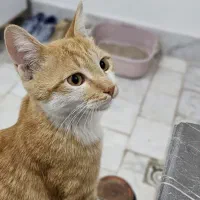 گربه مهربون