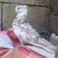 کبوتر نر کاشی