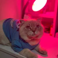 گربه بیریتیش نر|گربه|اندیشه, اندیشه فاز ۳|دیوار