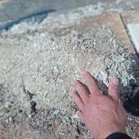 کود کبوتری ضل کفتر