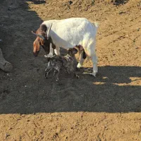۳ عدد بز|حیوانات مزرعه|مشهد, کارمندان دوم|دیوار