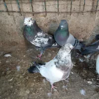 کبوتر|پرنده|هشتگرد, تهران دشت|دیوار