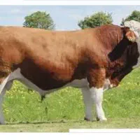 گوساله نر وزن 500تا 800کیلو