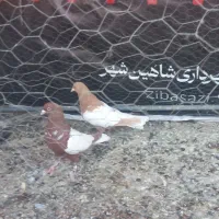 کفتر رنگی|پرنده|شاهین‌شهر, شهرک گلدیس|دیوار