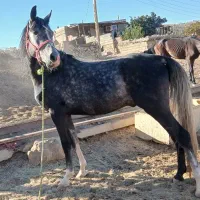 خرید فروش اسب پالانی هستم