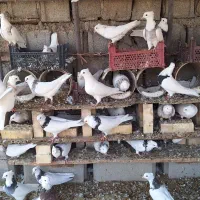 کبوتر طوقی|پرنده|هندیجان, |دیوار