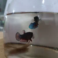 فایتر|ماهی|تبریز, |دیوار