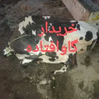 معامله گاو