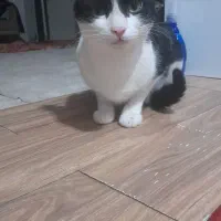 واگذاری گربه نر|گربه|میاندوآب, |دیوار